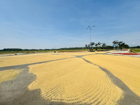 Làm đường tiền tỷ chỉ để… phơi lúa? ảnh 1