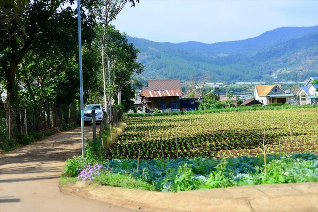 Bắt chồng giữa đại ngàn ảnh 4