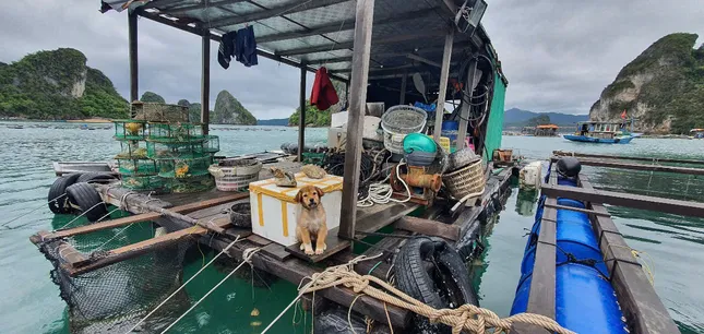 Bữa cù kì với người nuôi biển  ảnh 3