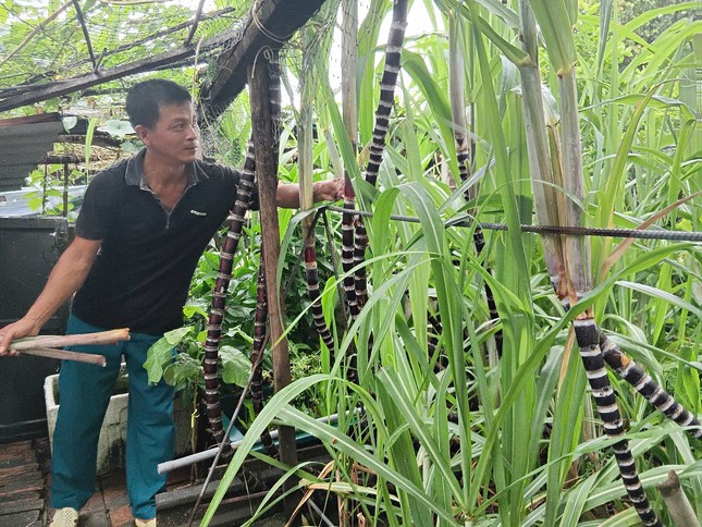 Chuyện &apos;thực túc binh cường&apos; ở Trường Sa ảnh 3