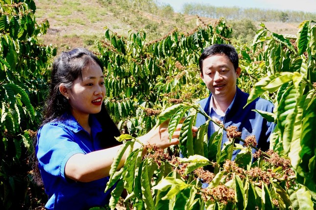 Những đảng viên trẻ tiên phong ở Tây Nguyên - Kỳ cuối: Sức bật từ những &apos;hạt giống đỏ&apos; ảnh 2