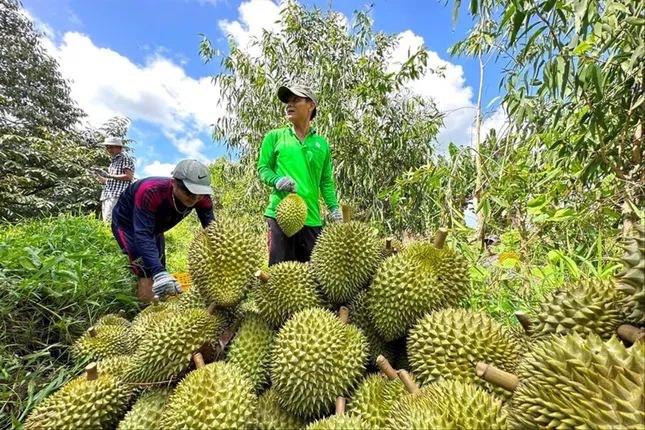 Đại phẫu 'vua' trái cây tỷ USD - Bài 4: Lỗ hổng kiểm soát an toàn thực phẩm ảnh 1