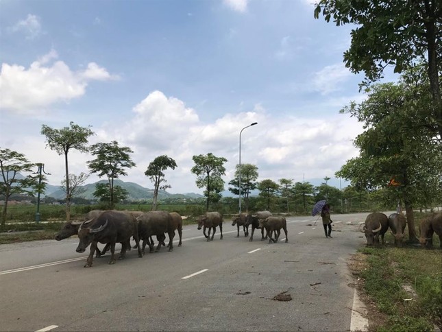 Vùng lõi đô thị vệ tinh Hòa Lạc: Nhiều đại dự án hoang hóa, khó khăn ảnh 1