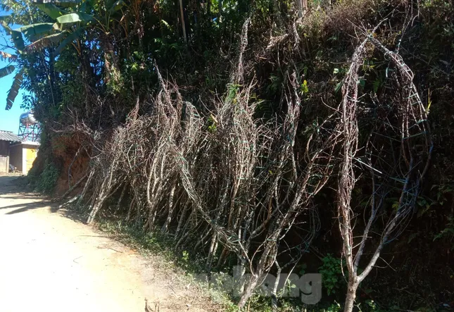 Dân buôn bỏ cuộc, người vùng cao lo mất Tết vì đào rừng khó về xuôi ảnh 1
