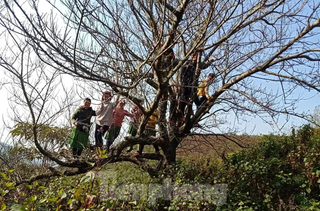 Dân buôn bỏ cuộc, người vùng cao lo mất Tết vì đào rừng khó về xuôi ảnh 2