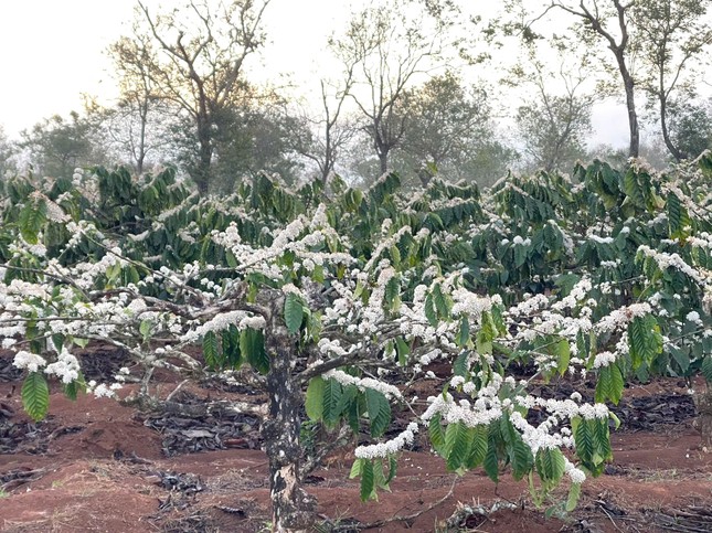 Mùa hoa cà phê bung cánh trắng như tuyết đẹp ngỡ ngàng ảnh 11