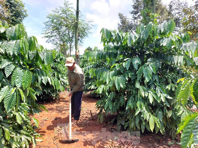 Chàng trai K’Ho giúp bà con thay đổi nếp nghĩ cách làm ảnh 3