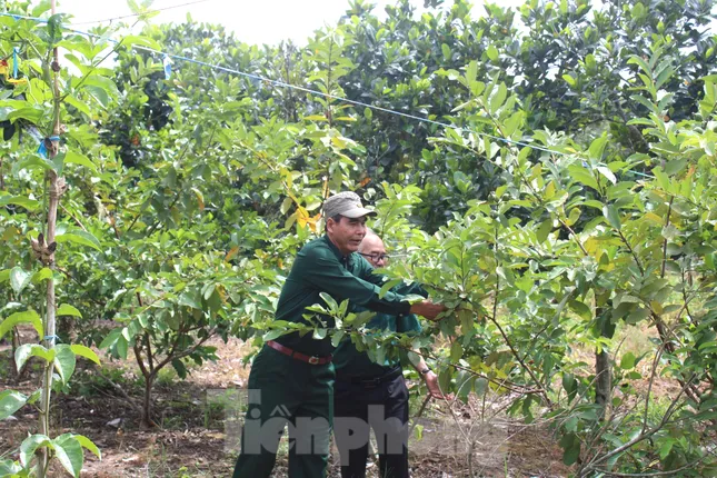 Cựu thanh niên xung phong giúp nhau phát triển kinh tế ảnh 1