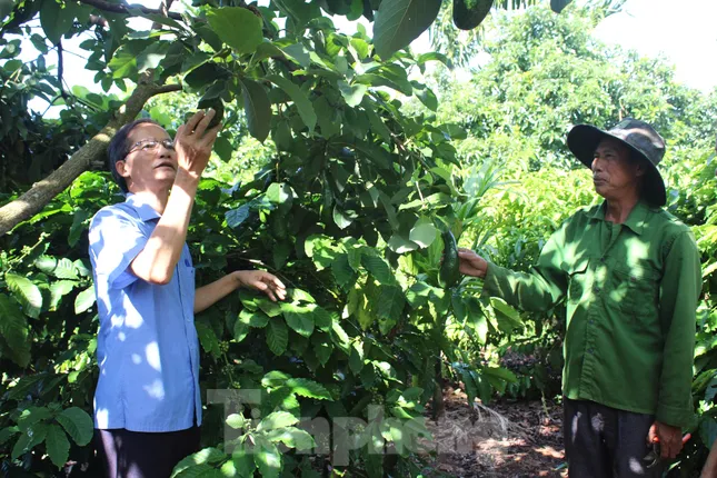 Cựu thanh niên xung phong giúp nhau phát triển kinh tế ảnh 4