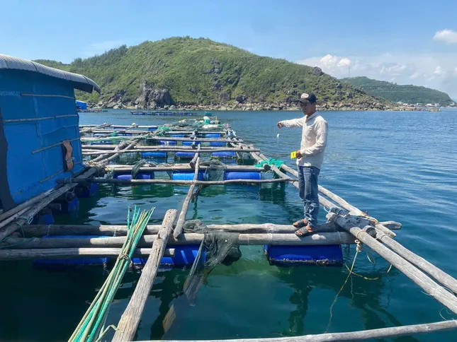 Người làm thuê trộm cắp số tôm hùm trị giá hơn 300 triệu đồng của chủ bè ảnh 1