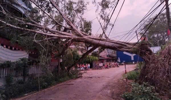 Mưa dông lốc xoáy ở Yên Bái, một người bị cây gãy đổ đè trúng ảnh 1