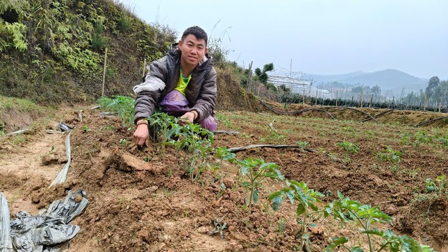 Chàng trai mồ côi kiếm hàng trăm triệu đồng nhờ trồng cà chua trên núi đồi Mù Cang Chải ảnh 1