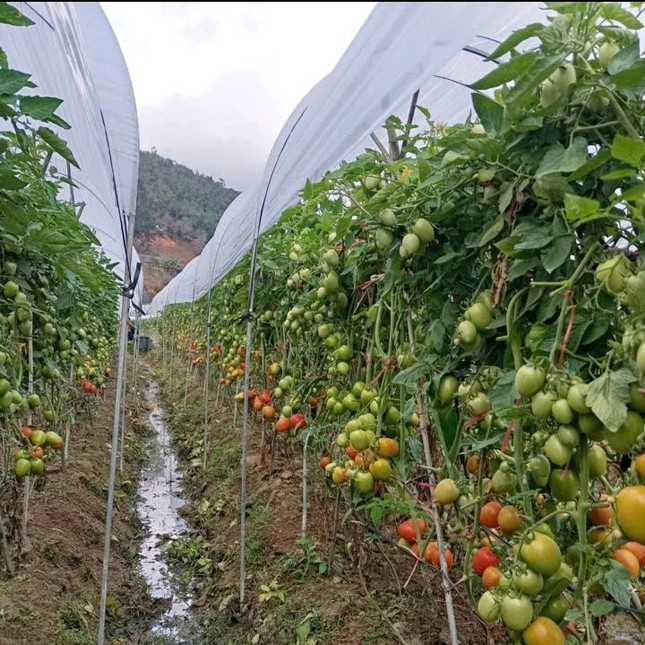 Chàng trai mồ côi kiếm hàng trăm triệu đồng nhờ trồng cà chua trên núi đồi Mù Cang Chải ảnh 3