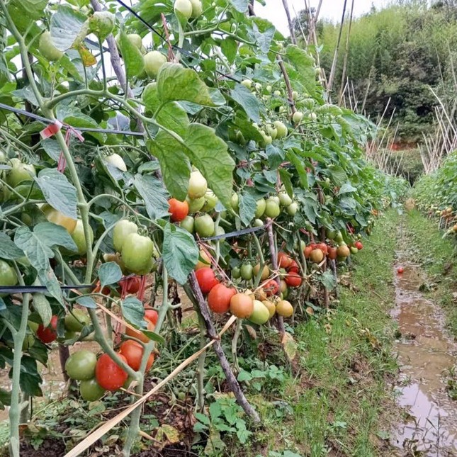 Chàng trai mồ côi kiếm hàng trăm triệu đồng nhờ trồng cà chua trên núi đồi Mù Cang Chải ảnh 2