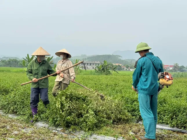 Bỏ việc lương khá, chàng trai về quê giúp hàng chục hộ nông dân phát triển kinh tế ảnh 2