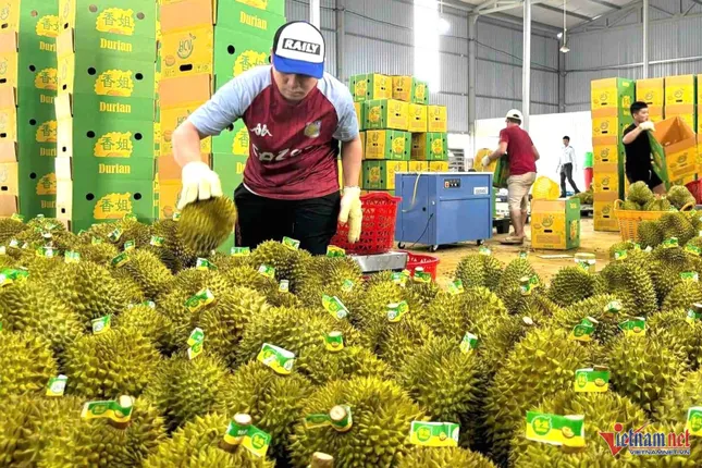 Thủ tướng chỉ đạo 'nóng' về xuất khẩu sầu riêng, giao công an điều tra việc gian lận ảnh 1