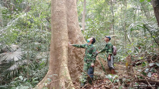Bảo tồn loài gỗ trắc, giáng hương quý ở miền Tây Quảng Trị ảnh 3
