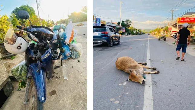 Va chạm với ô tô và bò khi lưu thông trên Quốc lộ 9, 3 phụ nữ thương vong ảnh 2