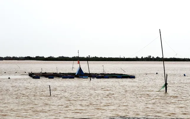 Mưa lũ tại miền Trung diễn biến phức tạp: Cá nuôi chết hàng loạt, người dân mất tiền tỷ ảnh 1