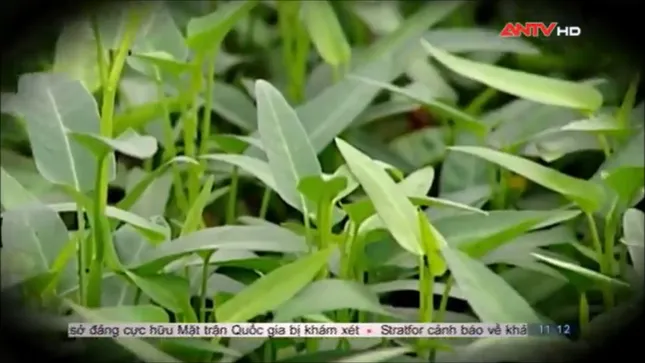 Sợ hãi không dám ăn rau muống sau khi xem phóng sự này ảnh 13