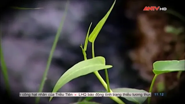 Sợ hãi không dám ăn rau muống sau khi xem phóng sự này ảnh 15