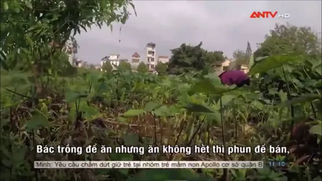 Sợ hãi không dám ăn rau muống sau khi xem phóng sự này ảnh 3