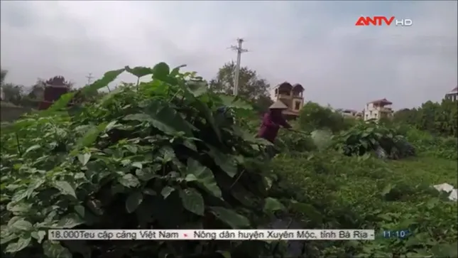 Sợ hãi không dám ăn rau muống sau khi xem phóng sự này ảnh 4