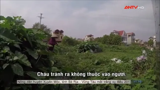 Sợ hãi không dám ăn rau muống sau khi xem phóng sự này ảnh 5