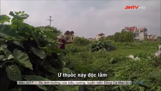 Sợ hãi không dám ăn rau muống sau khi xem phóng sự này ảnh 6
