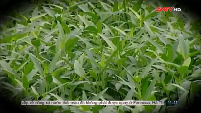 Sợ hãi không dám ăn rau muống sau khi xem phóng sự này ảnh 8