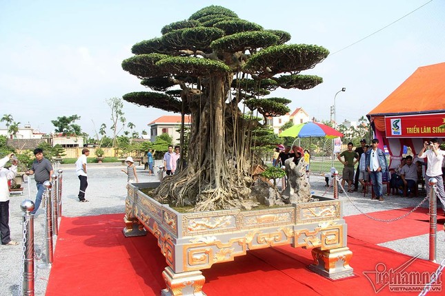 Trải thảm đỏ đón cây dát vàng 10 tỷ xôn xao khắp chốn ảnh 4
