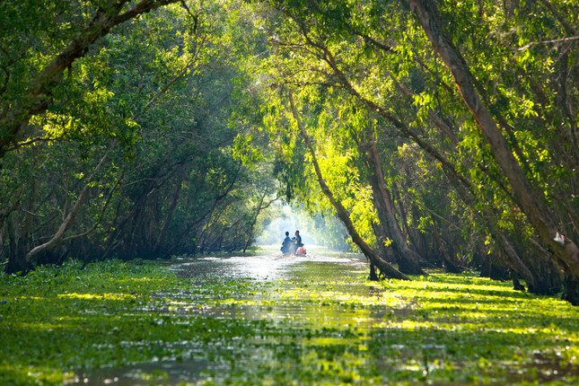  “Báu vật xanh” giữa lòng miền Tây ảnh 1