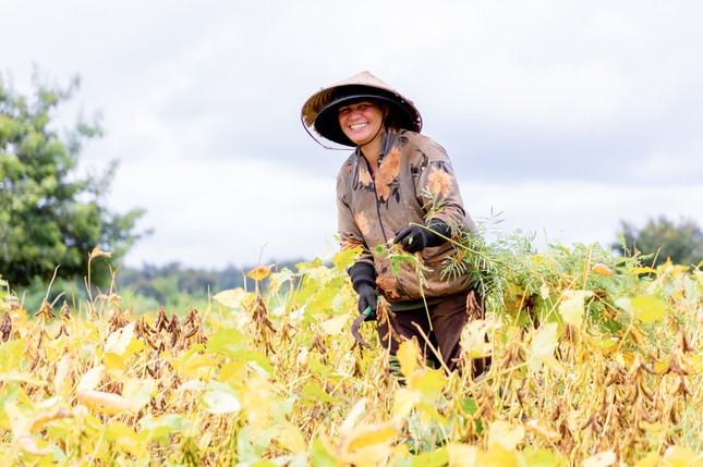 Luân canh đậu nành – Giải pháp '3 trong 1' cho sản xuất nông nghiệp bền vững ảnh 3