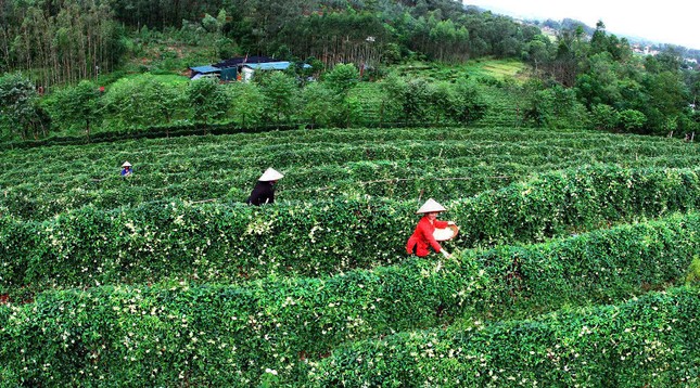 &apos;Vàng xanh&apos; ở vùng đất Tân Yên ảnh 1