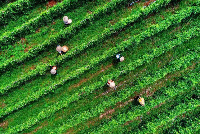 &apos;Vàng xanh&apos; ở vùng đất Tân Yên ảnh 2