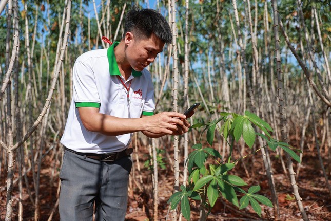 Thay giống mới, đổi cách làm - nông dân trồng khoai mì tăng gấp đôi năng suất ảnh 3