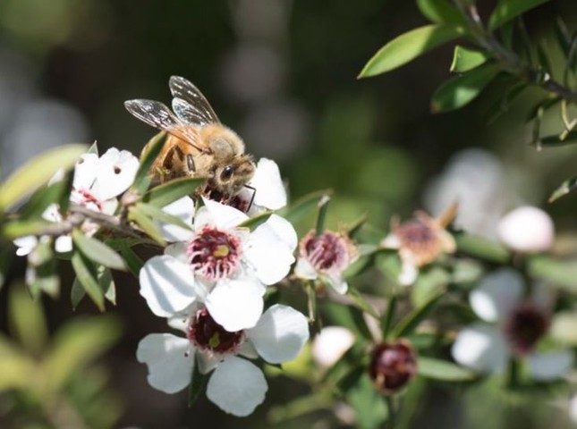 Manuka - Loài hoa tạo nên giọt mật quý từ thiên nhiên nguyên sơ ảnh 1
