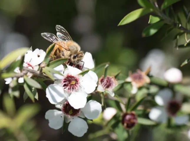 Manuka - Loài hoa tạo nên giọt mật quý từ thiên nhiên nguyên sơ ảnh 1
