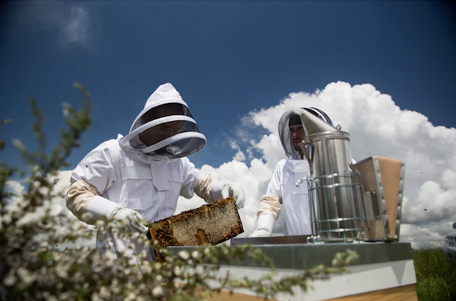 Manuka - Loài hoa tạo nên giọt mật quý từ thiên nhiên nguyên sơ ảnh 2
