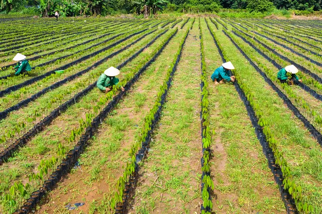 Tập đoàn Công nghiệp Cao su Việt Nam: Tăng tốc phát triển, tối ưu nguồn lực ảnh 3