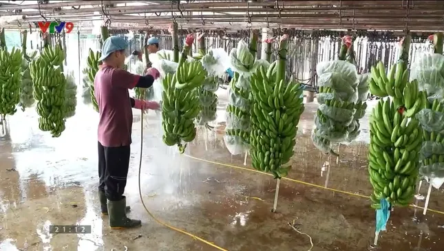 Nông sản Việt và hành trình hướng đến sản xuất xanh bền vững ảnh 4
