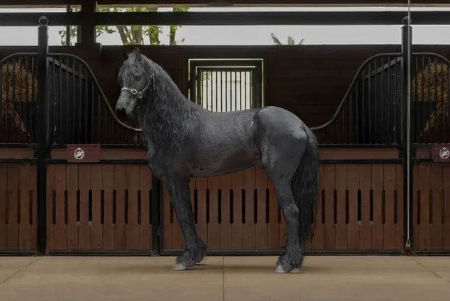 Sắp diễn ra giải cưỡi ngựa chuyên nghiệp đầu tiên tại Việt Nam – Vinpearl Equestrian Cup 2025 ảnh 4