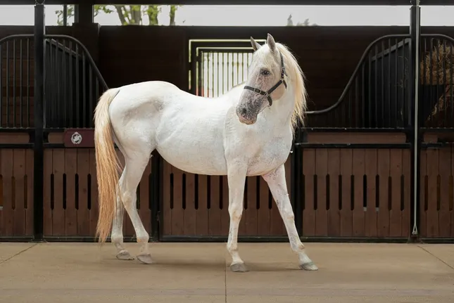 Sắp diễn ra giải cưỡi ngựa chuyên nghiệp đầu tiên tại Việt Nam – Vinpearl Equestrian Cup 2025 ảnh 5