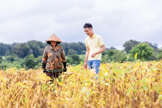 Một hạt đậu có thể 'đi' được bao xa? ảnh 3