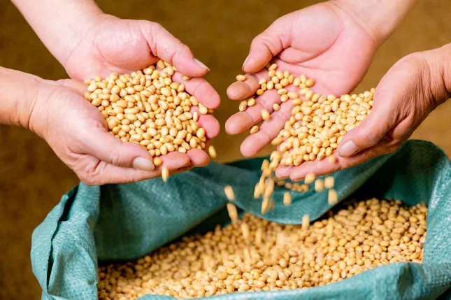 Một hạt đậu có thể 'đi' được bao xa? ảnh 4