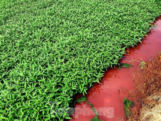 Con suối xuất hiện màu đỏ như máu ở Bình Dương ảnh 4
