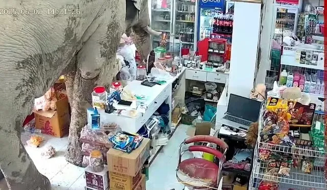 Hú vía cảnh voi đột nhập cửa hàng tìm... đồ ăn vặt ảnh 1