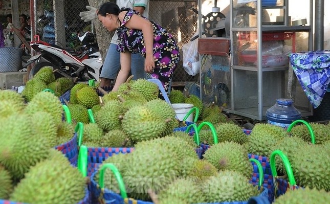 Giá lao dốc, xuất khẩu bất thành, người trồng sầu riêng vỡ mộng? ảnh 2