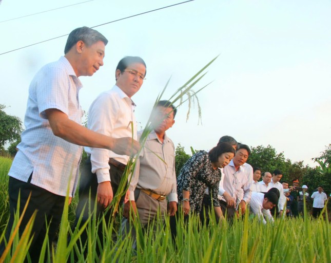 Nhiều tỉnh thành phát động 'Tết trồng cây' ngày đầu khai xuân ảnh 3