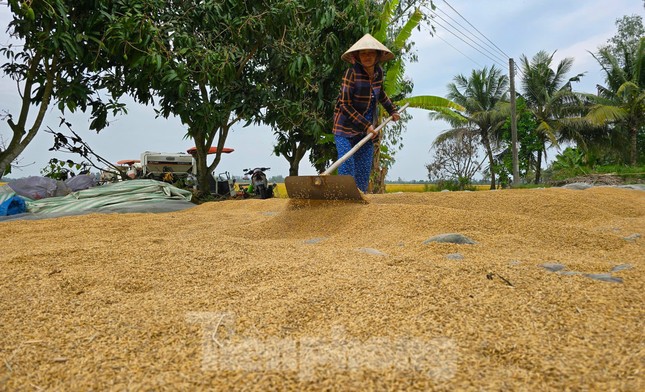 'Gạo Việt Nam không bao giờ ế, đừng lo' ảnh 2